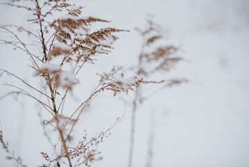 Zima, śnieg, biało, choinka, krzew, las, zimowa kraina, zimowy krajobraz, biała, pora roku, mróz, niebo, pola