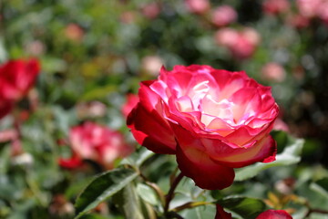 Pink rose in a garden 