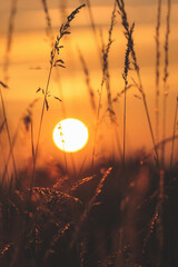 Sunrise on a meadow