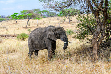 African elephant (Loxodonta) at the Serengeti national park, Tanzania. Wildlife photo