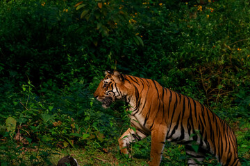 tiger walking in the nagarhole tiger reserve in the southern india . This was sighted in november 2022 with a mother and two sub adult
