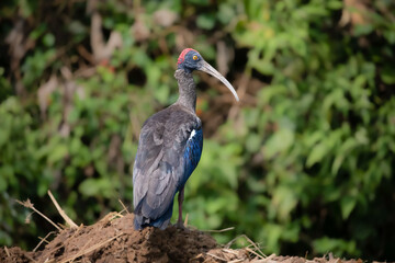 red naped ibis near the nagarhole  tiger reserve.