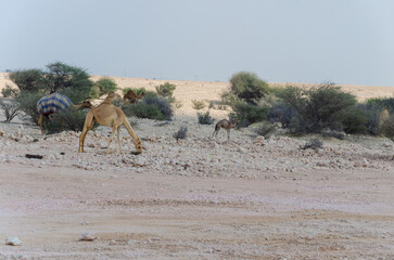 Fototapeta na wymiar Camels grazing in the desert