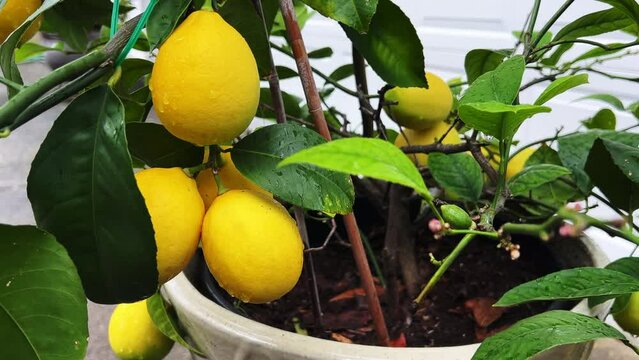 Beautiful healthy meyer lemon tree closeup with ripe lemons