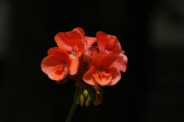 Bright red geranium against a dark background
