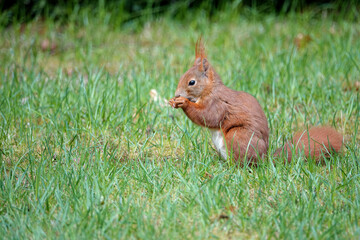 Red squirrel in grass eating a nut