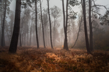 Hazy autumn forest