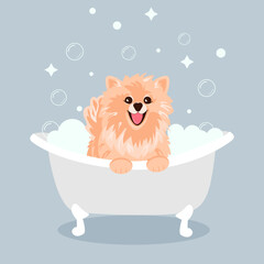 A cute cream spitz dog sitting and smiling with his tongue sticking out in a tub of bubbles.