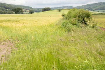 Wind blowing through the wheat fields.