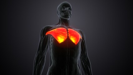 Sternocostal part of pectoralis major Anatomy.3d illustration