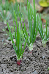 closeup the bunch ripe green onion plant growing in the farm soft focus natural green brown background.