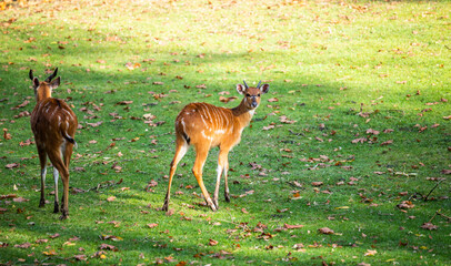 Sitatunga female. Latin name - Tragelaphus spekei