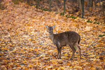 Bawean Deer (Axis kuhlii), Hyelaphus kuhlii
