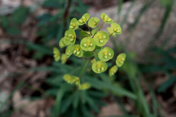 Wood spurge flowers