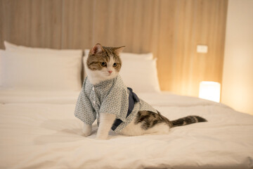 travel japan concept with scottish cat wear japan style cloth