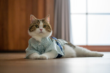 travel japan concept with scottish cat wear japan style cloth