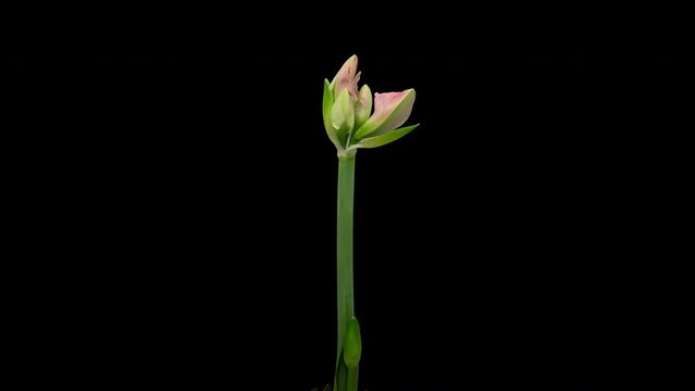 Macro time lapse blooming pink Amaryllis (Hippeastrum) flower, isolated on pure black background