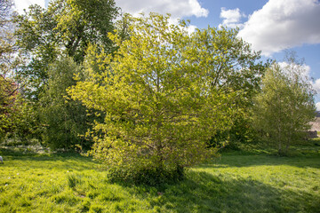 Fototapeta na wymiar Summertime trees in the UK.