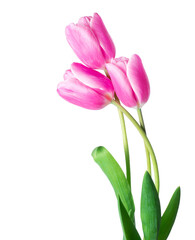 Bouquet of three fresh tulips close-up - obrazy, fototapety, plakaty