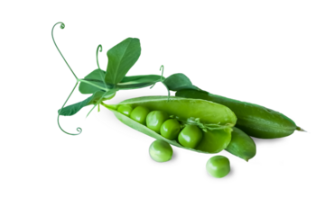 Fresh green pea pod with beans isolated on white background. 