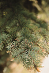 gold wedding rings lie on a spruce branch