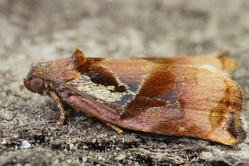 Closeup on the colorful Large Fruit-tree Tortrix moth, Archips podana in the garden