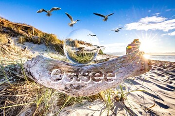 birds on the beach