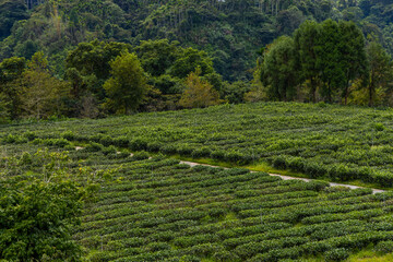 Fototapeta na wymiar Green tea tree field on mountain