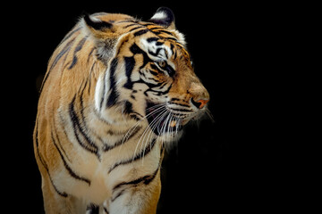 portrait of a tiger