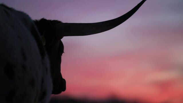 Silhouette Of A Longhorn Cow At Sunset