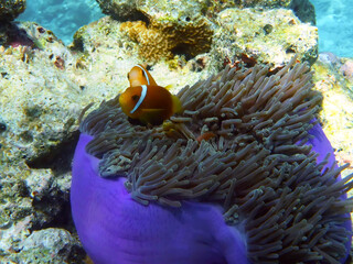 Naklejka na ściany i meble A purple Magnificent anemone (Heteractis magnifica) grows on a coral reef in Maldives. This anemone is often host to anemonefish.
