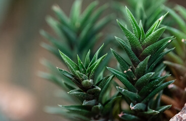 Succulents of Moorten Botanical Gardens, Palm Springs, California