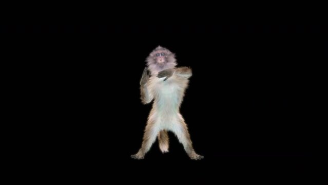 White-headed Capuchin, black monkey, monkeys Dance CG fur 3d rendering animal realistic CGI VFX Animation Loop  composition 3d mapping cartoon, Included in the end of the clip with Alpha matte.