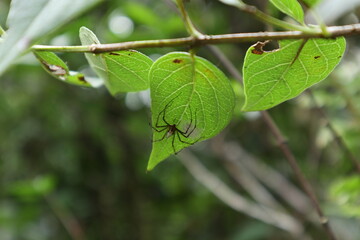 A lynx variety spider is on the underside of a leaf with the spider eggs
