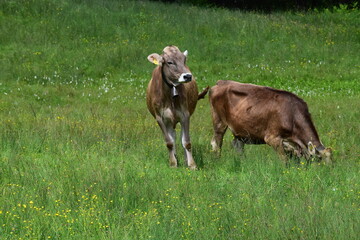 K&uuml;he auf der Weide