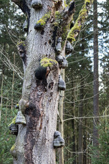 Toter Baumstamm mit vielen Baumpilzen