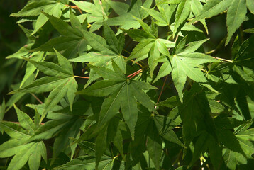 Erable, Acer palmatum 'Karaori Nishiki'