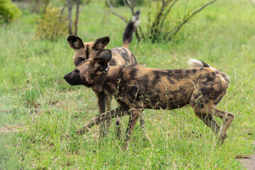 Lycaon, Lycaon pictus, Afrique du Sud