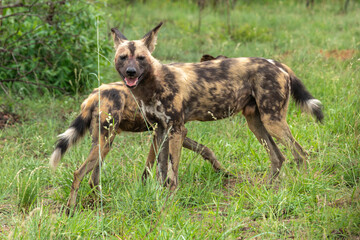 Fototapeta premium Lycaon, Lycaon pictus, Afrique du Sud
