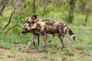Lycaon, Lycaon pictus, Afrique du Sud