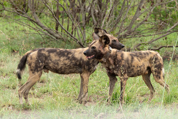 Lycaon, Lycaon pictus, Afrique du Sud