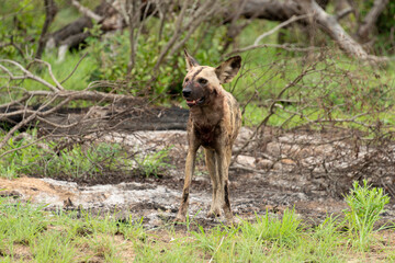 Lycaon, Lycaon pictus, Afrique du Sud