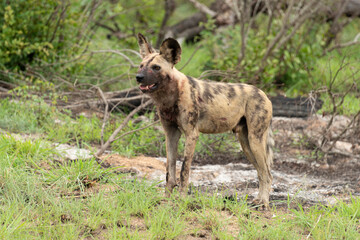 Lycaon, Lycaon pictus, Afrique du Sud