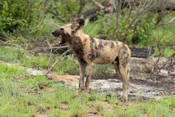 Naklejka na ściany i meble Lycaon, Lycaon pictus, Afrique du Sud