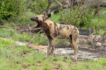 Lycaon, Lycaon pictus, Afrique du Sud