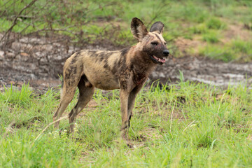 Lycaon, Lycaon pictus, Afrique du Sud