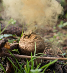 Bovist (Pilz) bei der sichtbaren Verbreitung seiner Sporen