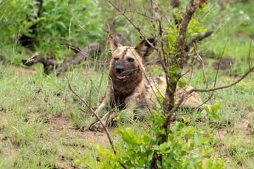 Lycaon, Lycaon pictus, Afrique du Sud