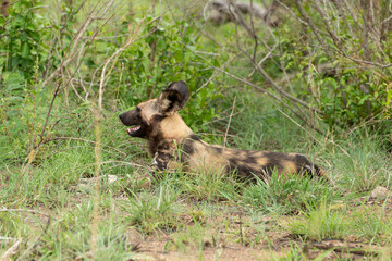 Lycaon, Lycaon pictus, Afrique du Sud