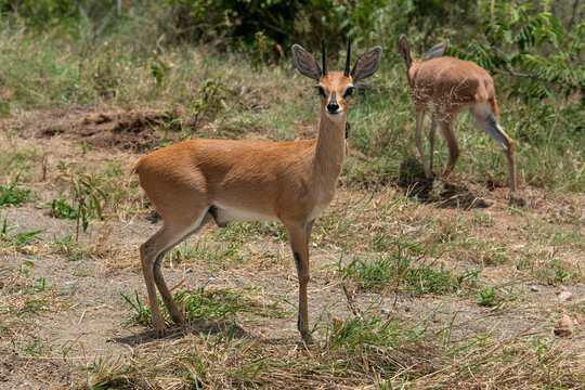 Oribi, Our&eacute;bi, Bleebok, Ourebia ourebi